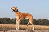 SALUKI 010